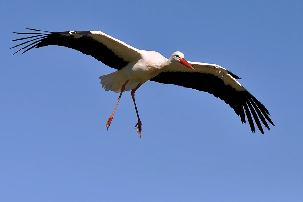 Weißstorch Vogel