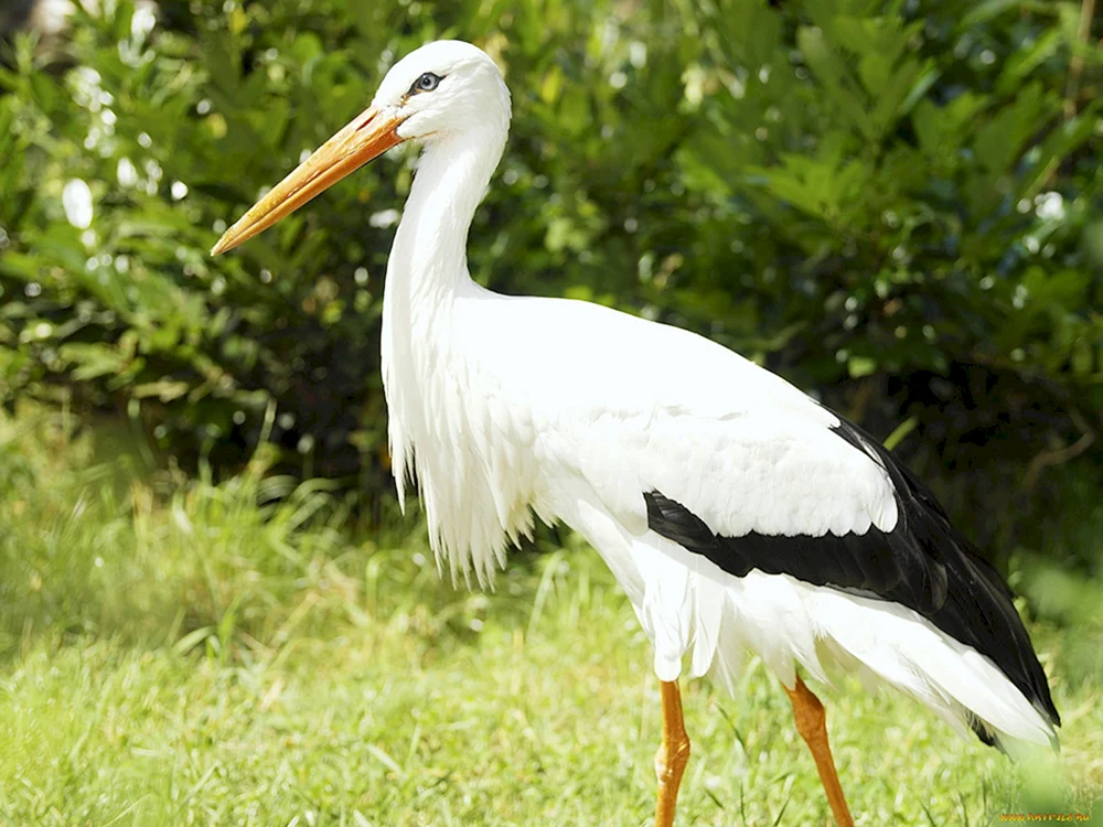 Weißstorch Vogel