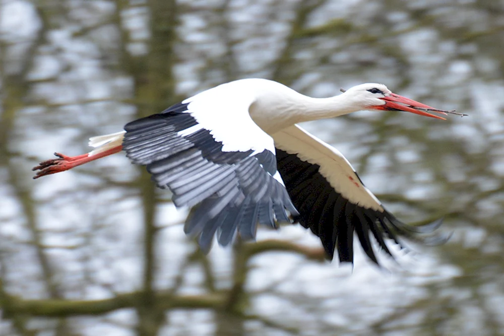 Weißstorch Vogel