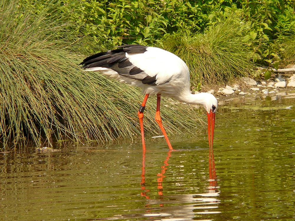 Weißstorch Vogel