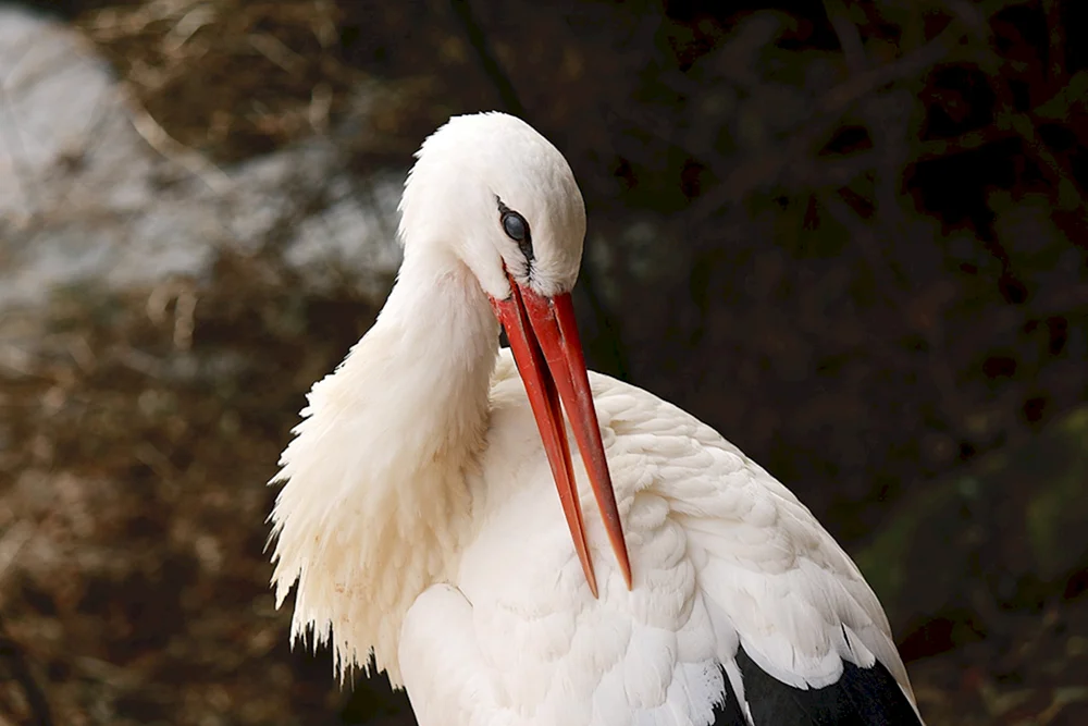 Weißstorch Männchen