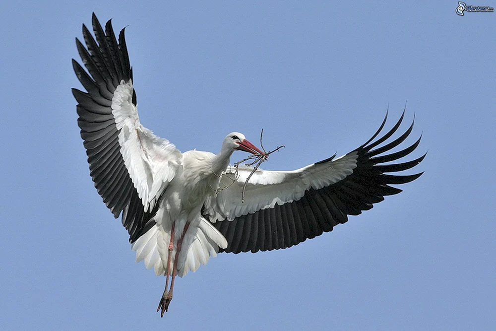Der Flug der Störche Serie