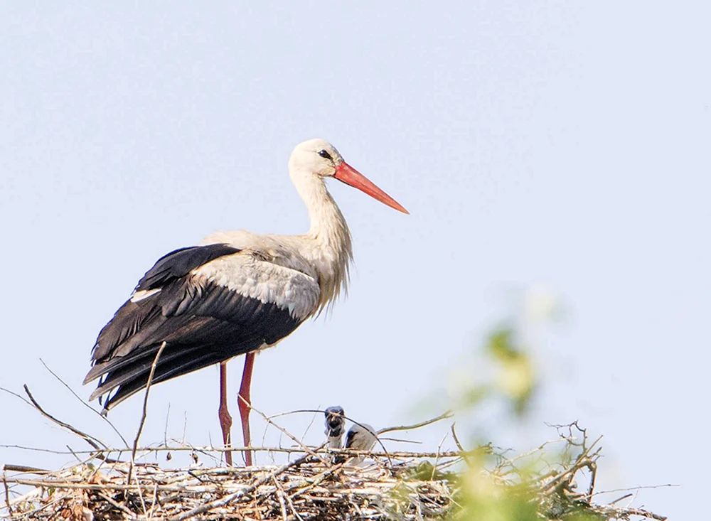 Storch Zugvogel