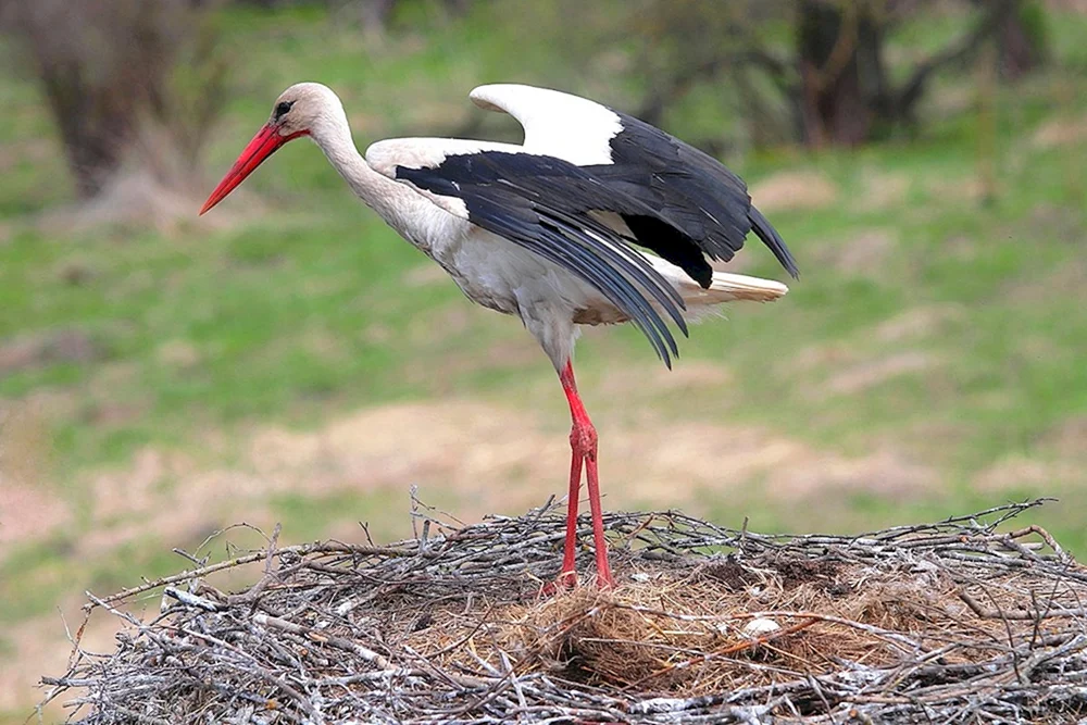 Indischer Storch Weißstorch Turkestan