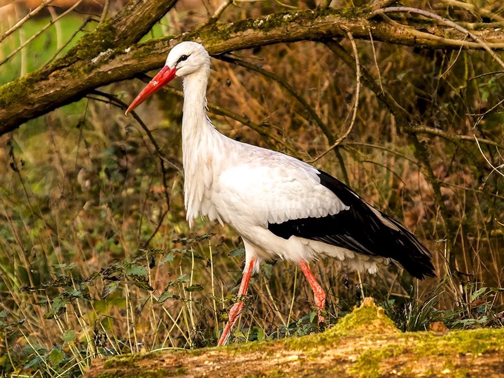 Weißstorch in Kirgisistan