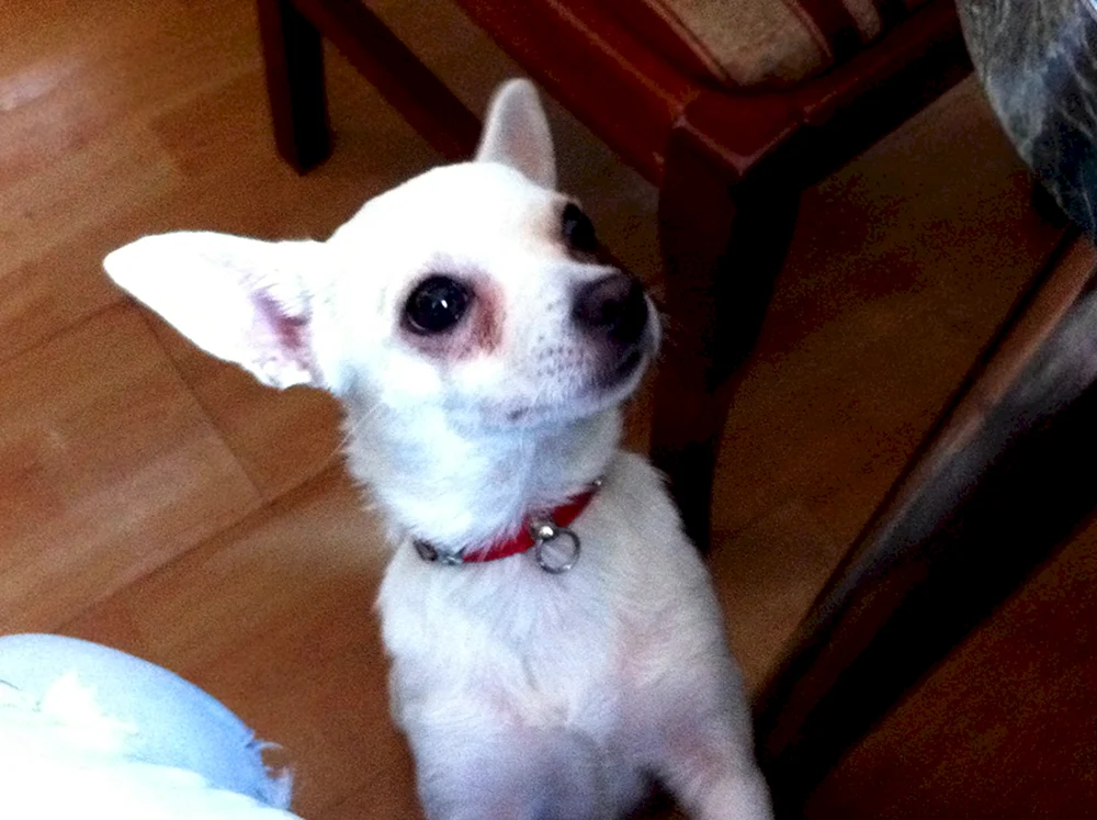 Yorkie und Toy- Terrier 2 Monate alt
