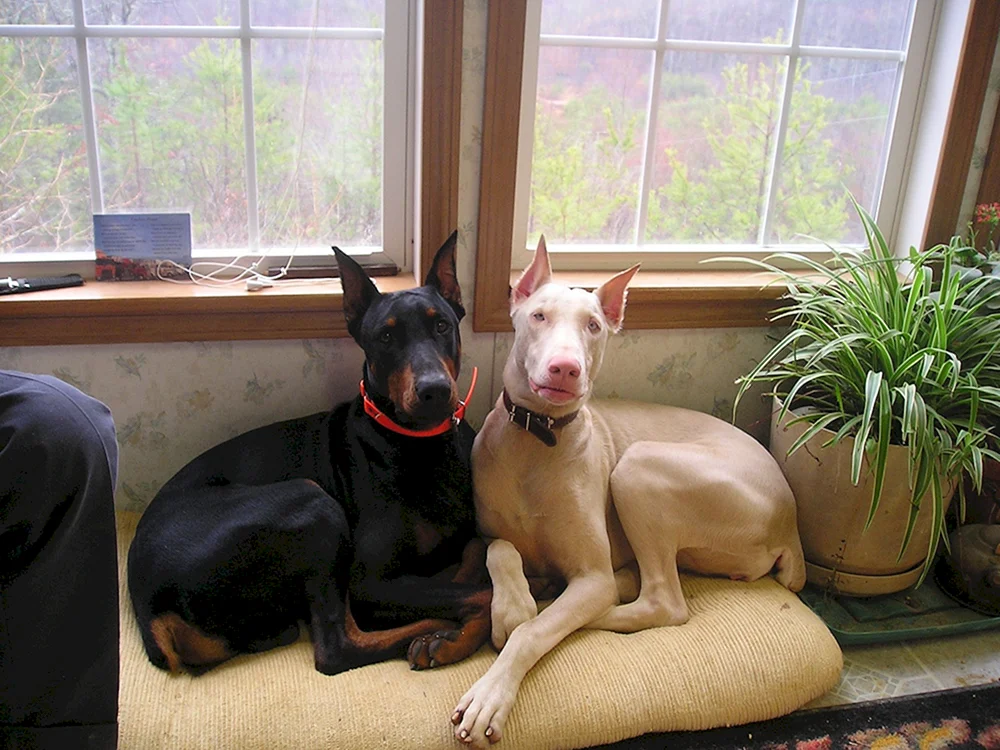 Weißer Dobermann