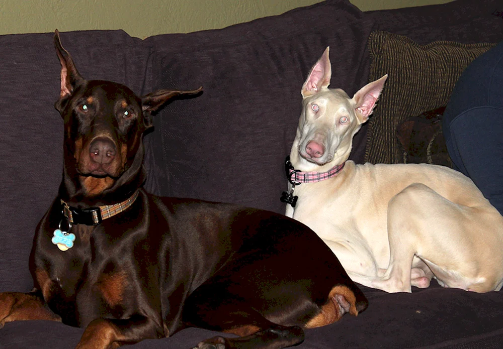 Weißer Dobermann