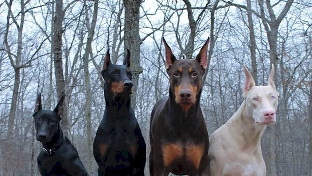Weißer Dobermann