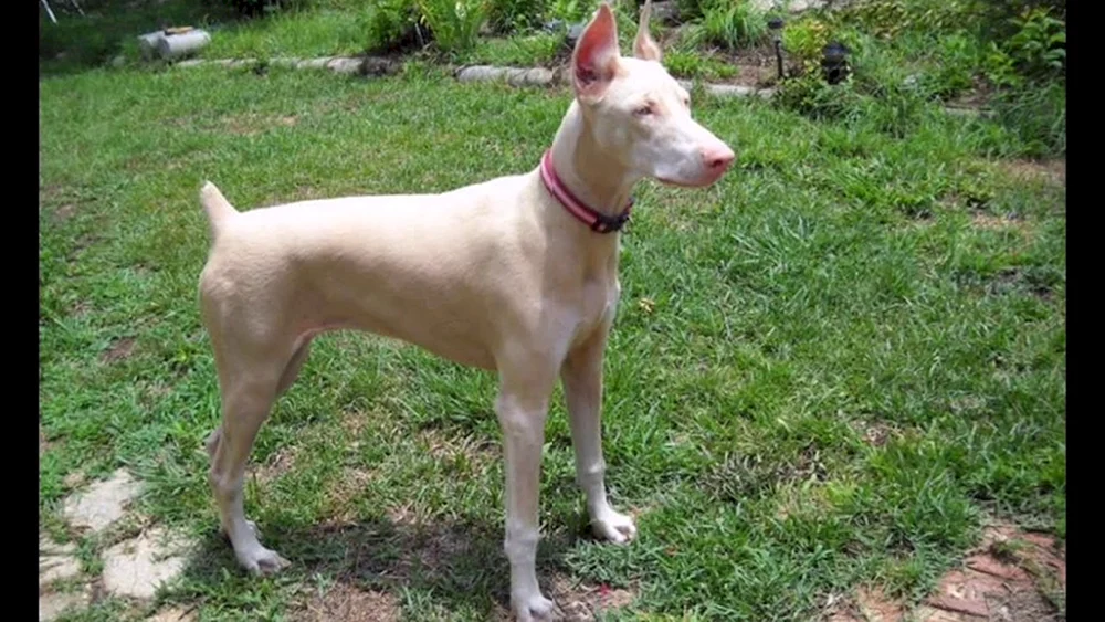 Dobermann isabella bunt