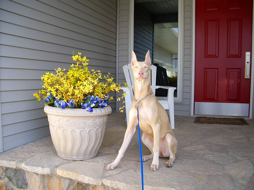Dobermannpinscher