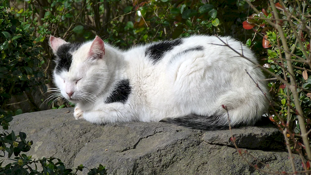 Weiße Hofkatze