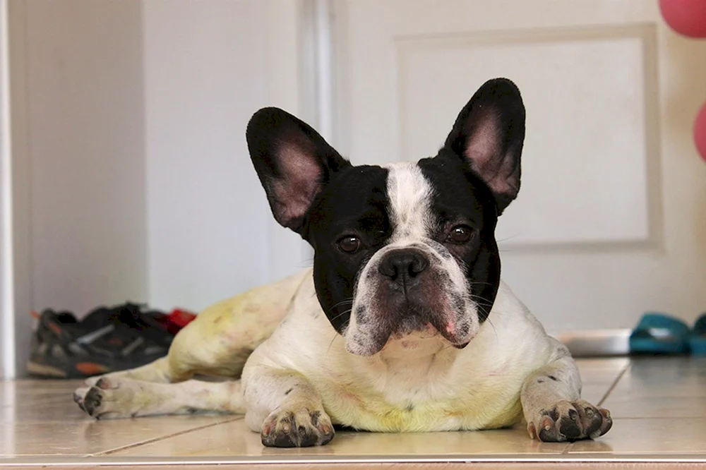 Französische Bulldogge Bicolour