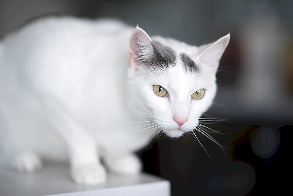 Weiße Kurzhaarkatze