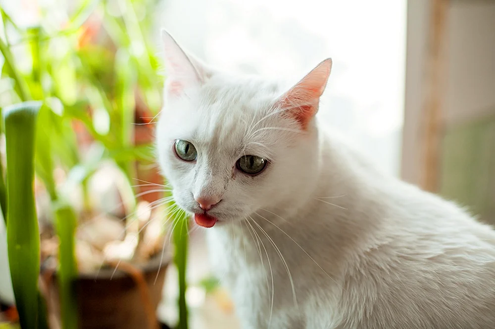 Angora Albinokatze