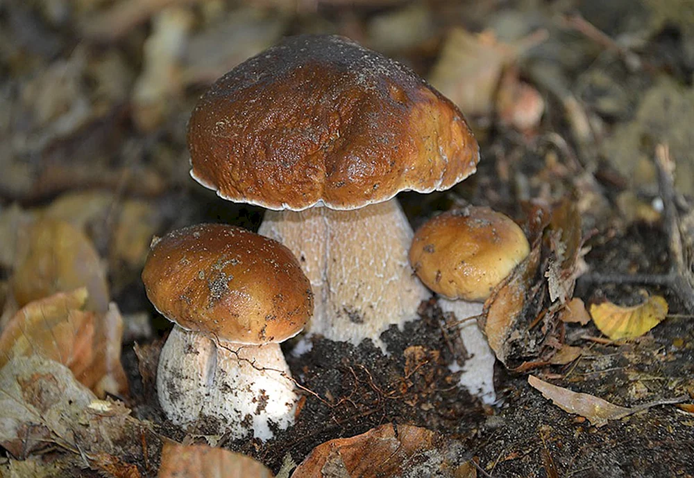 Weiße Pilze