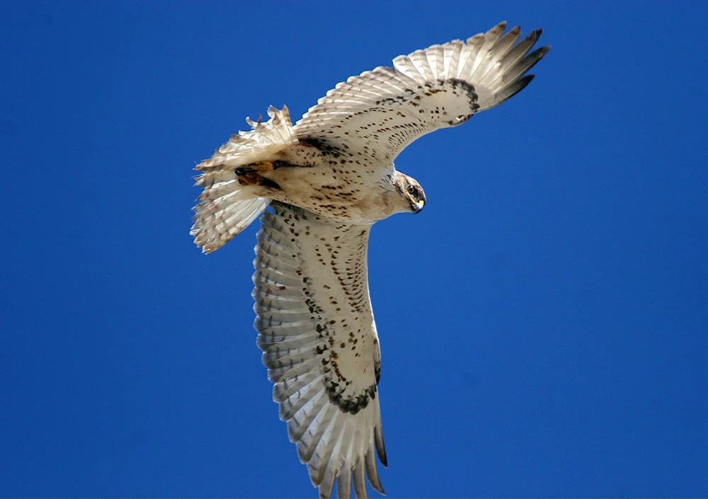 Weißer FalkeGyrfalkeGyrfalke