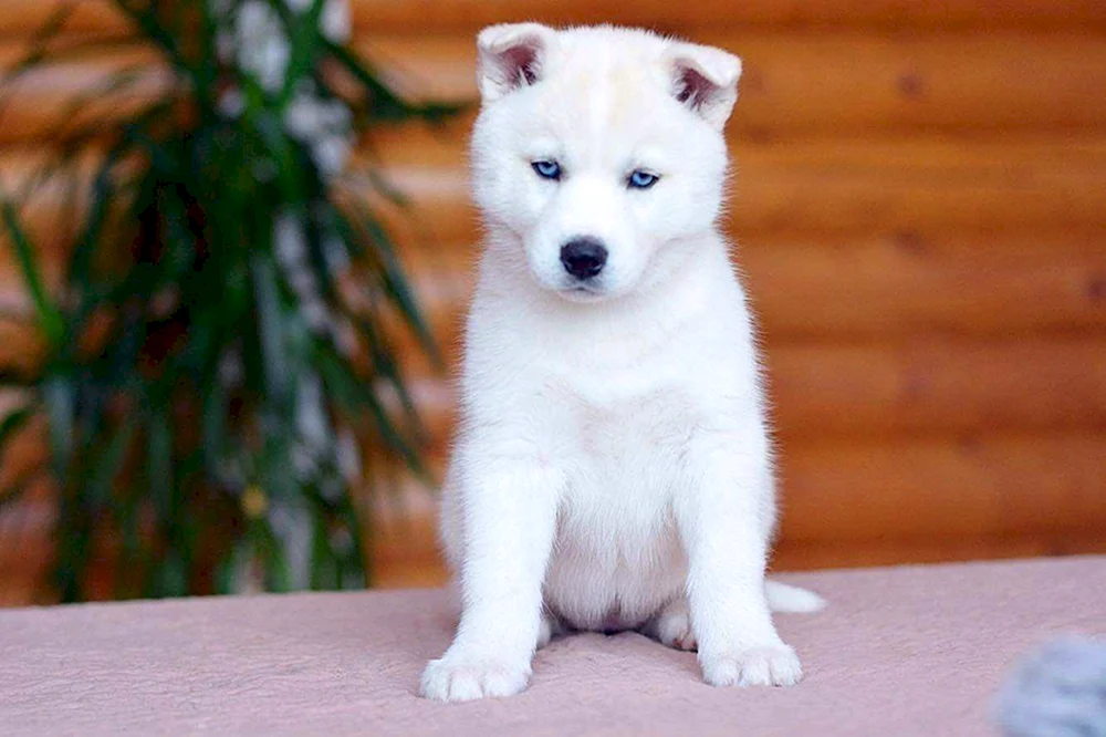 Weißer Husky