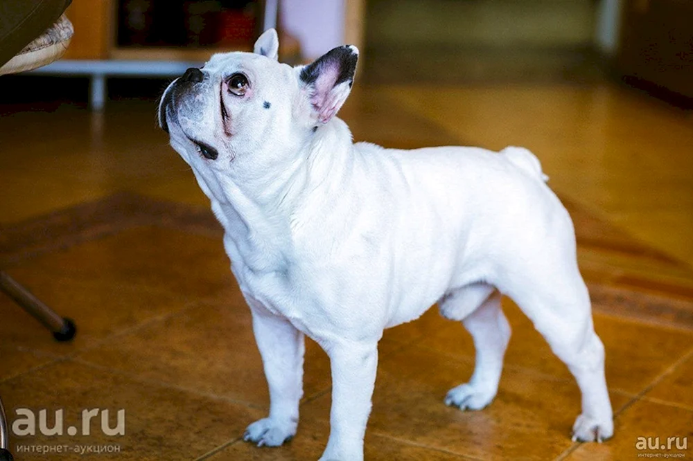 Weiße Französische Bulldogge mit schwarzen Flecken
