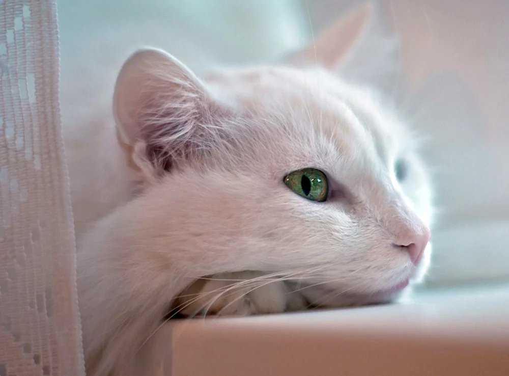 Weiße Katze mit grünen Augen