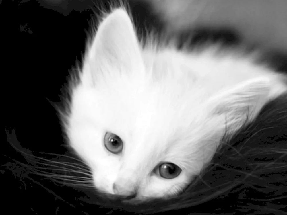 Traurige Katze