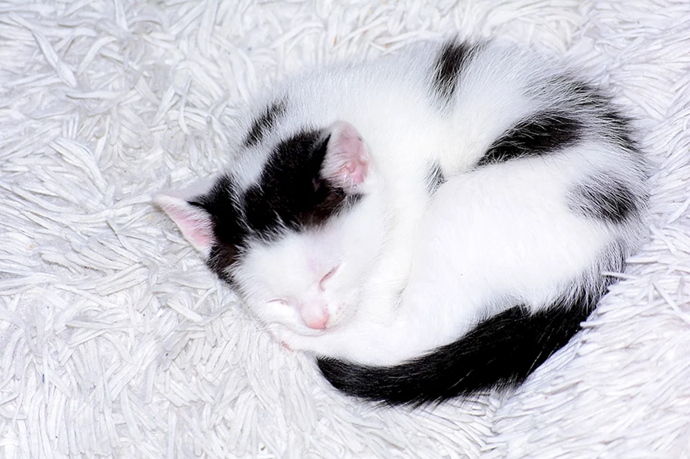 Türkische Angora bicolour
