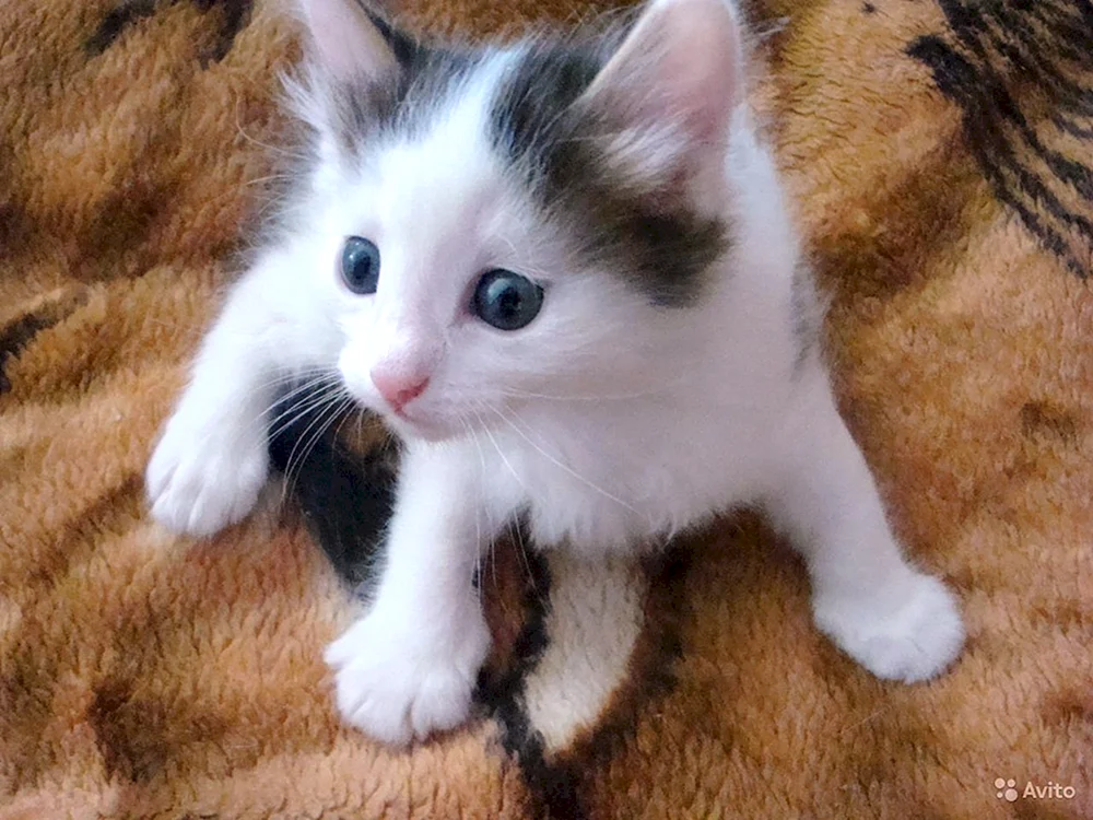 Weiße Katze weiß