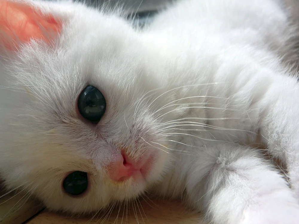 Angora Chinchilla Katze