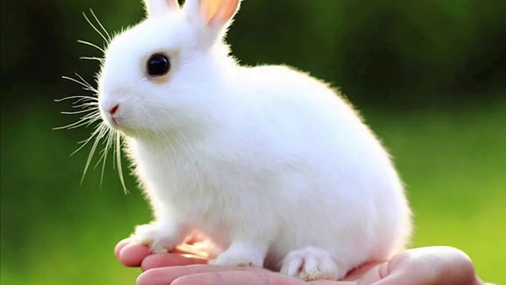 Weißer Hase