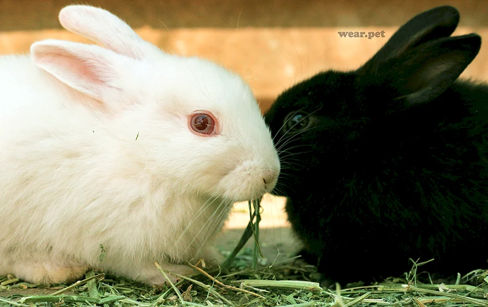 Schwarzes Kaninchen Jahr