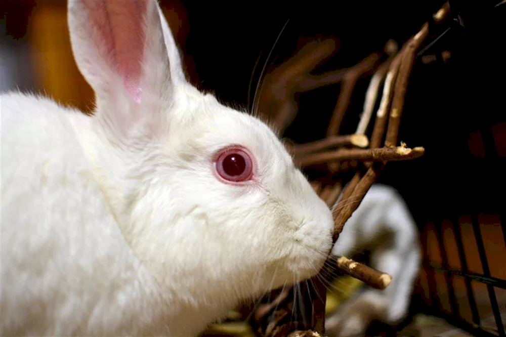 Hasenaugen.
