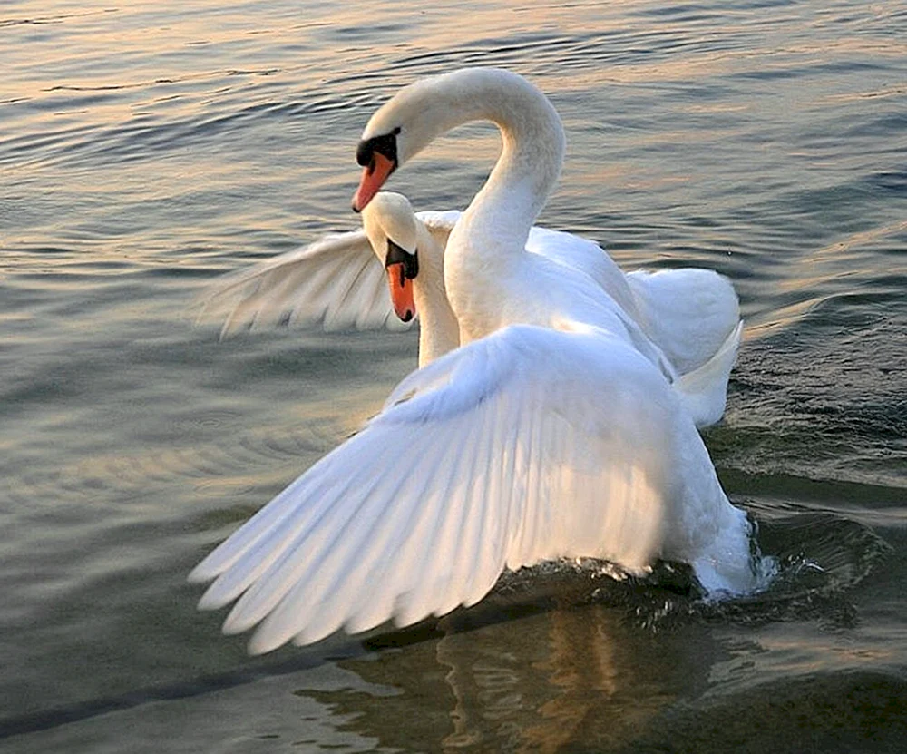 Schwan See Weißer Schwan
