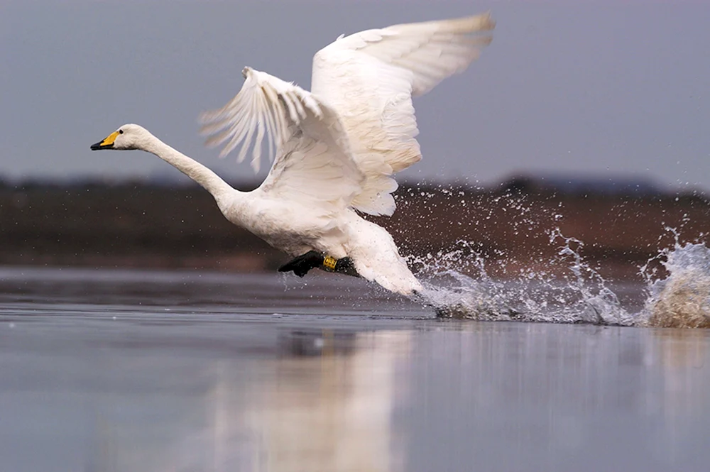 Weißer Schwan im Flug