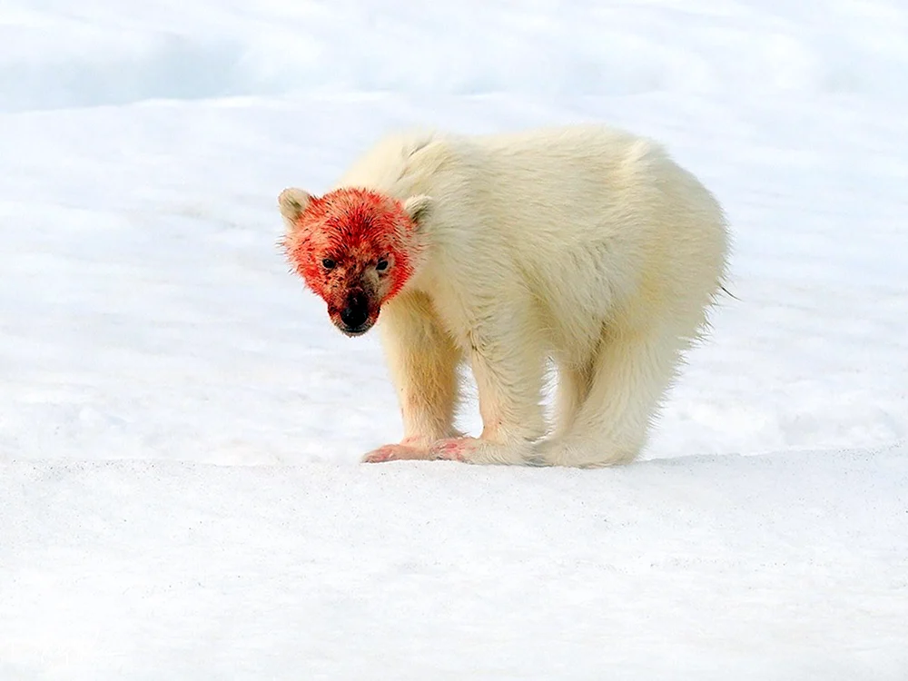 Kahler Eisbär ohne Fell