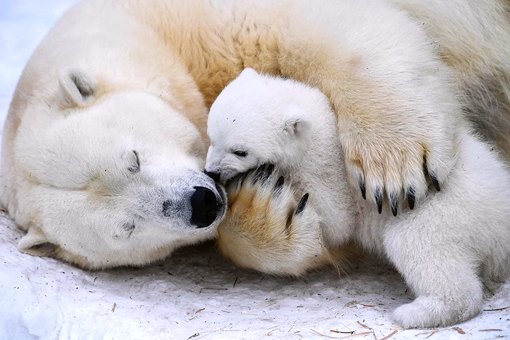 Eisbär