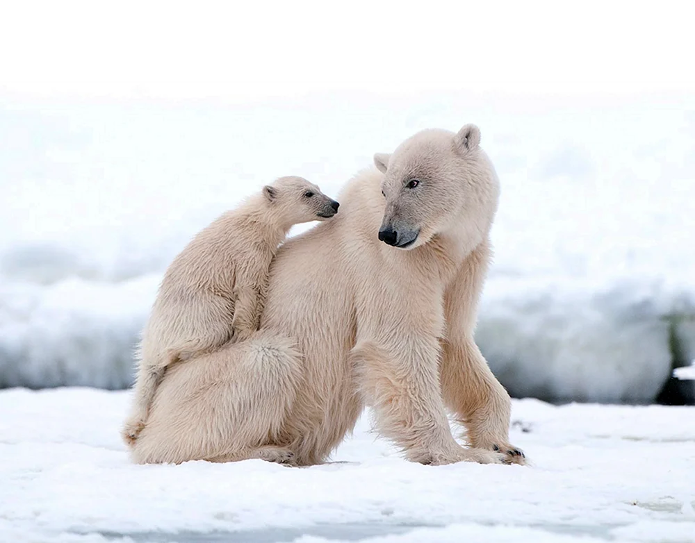 Eisbär