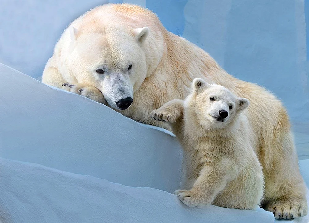 Eisbär