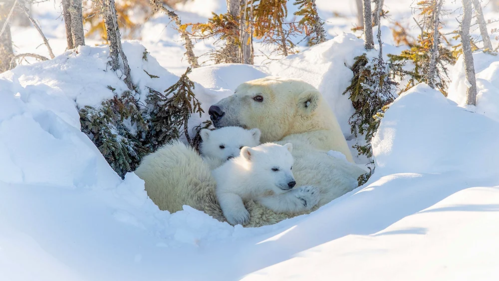 Weißer Bär Eisbär