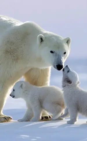 Eisbär Laptev-Population