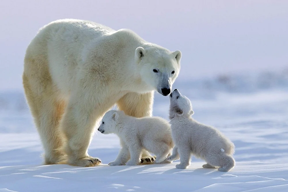 Eisbär Laptev-Population