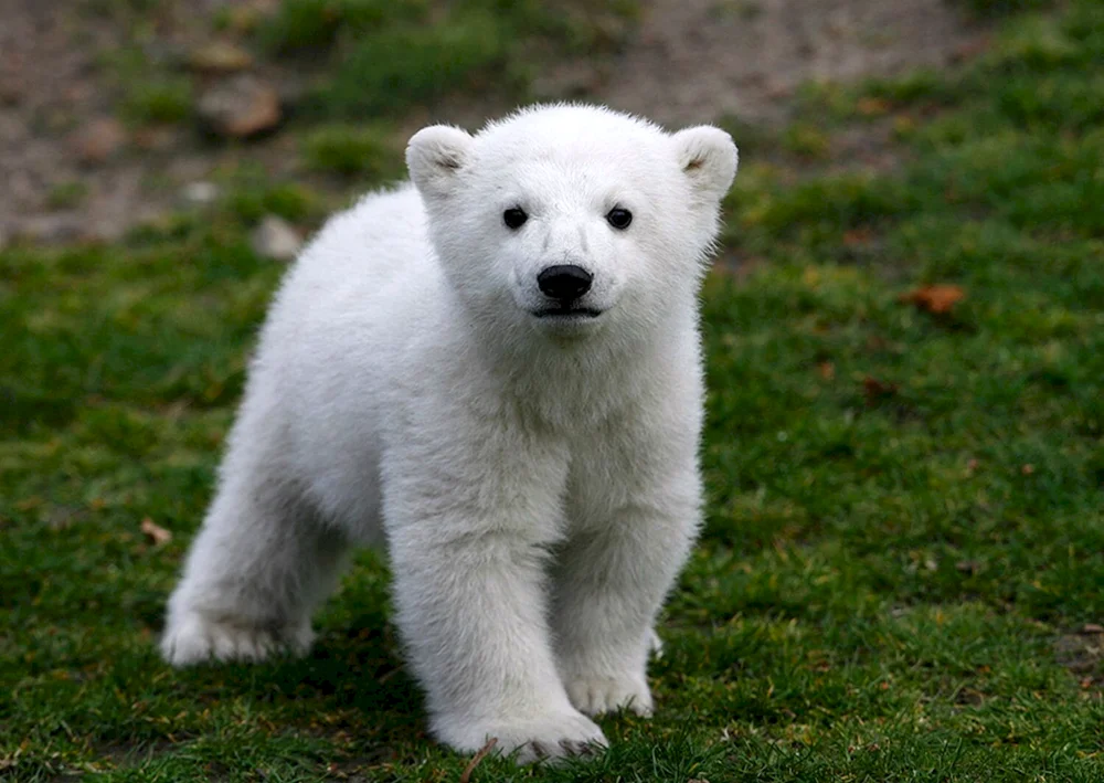 Brauner Bär