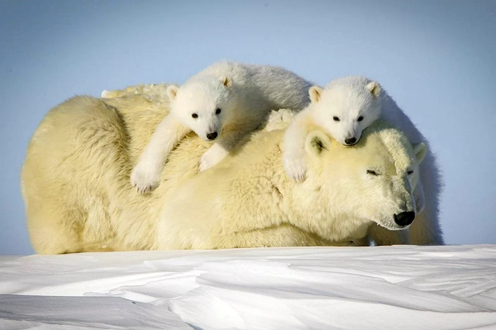 Eisbär Karskoe Barentsseepopulation