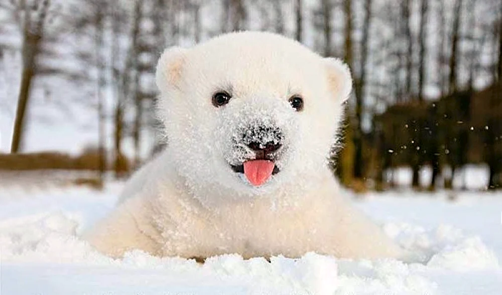 Weißer Eisbär