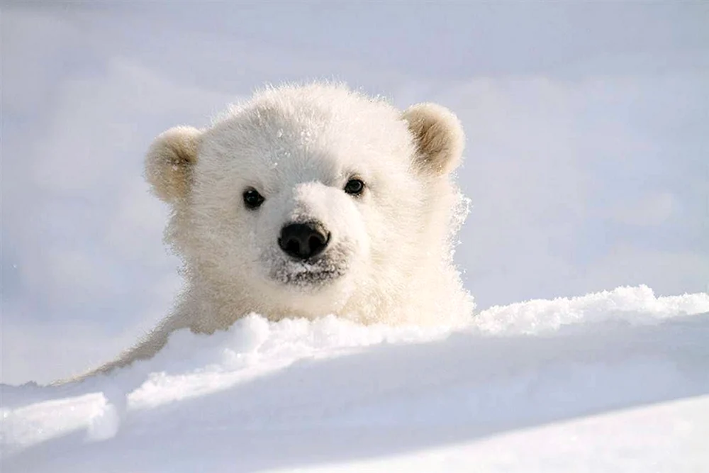 Weißer Eisbär
