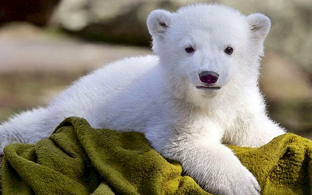 Schlafender Bär