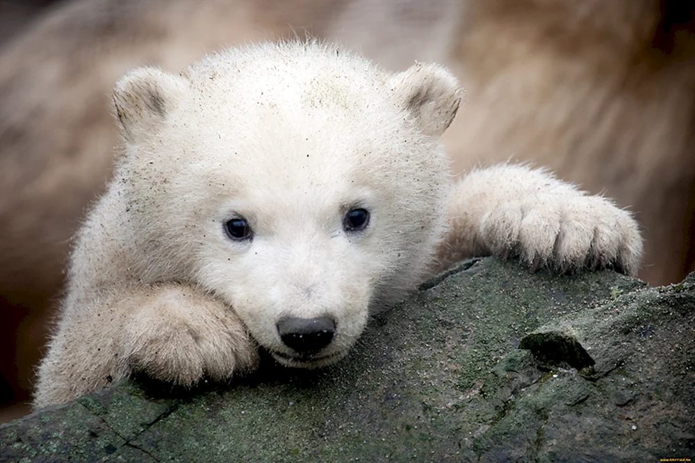 Süßer Babybär