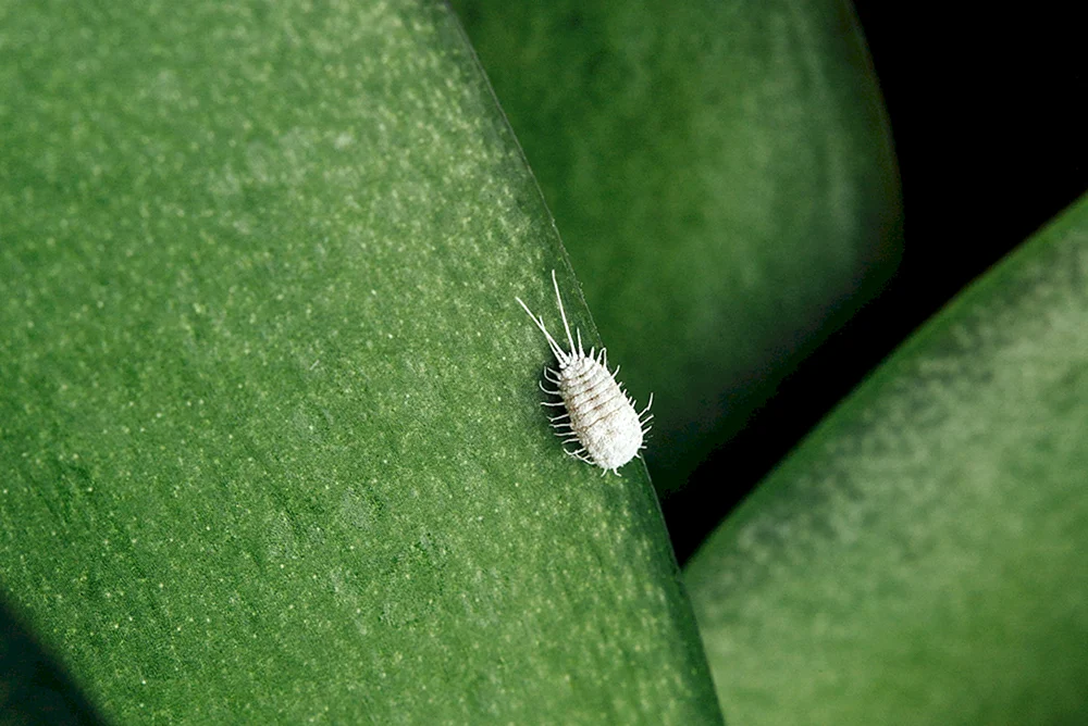 Weiße Fliege Schmierläuse