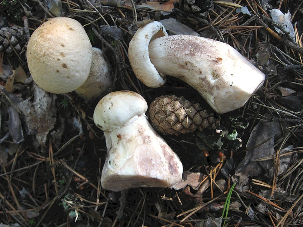 Weißer Knollenblätterpilz am dicken Stiel
