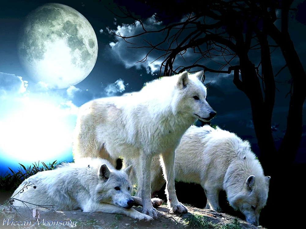 Wolftreue zur Wölfin