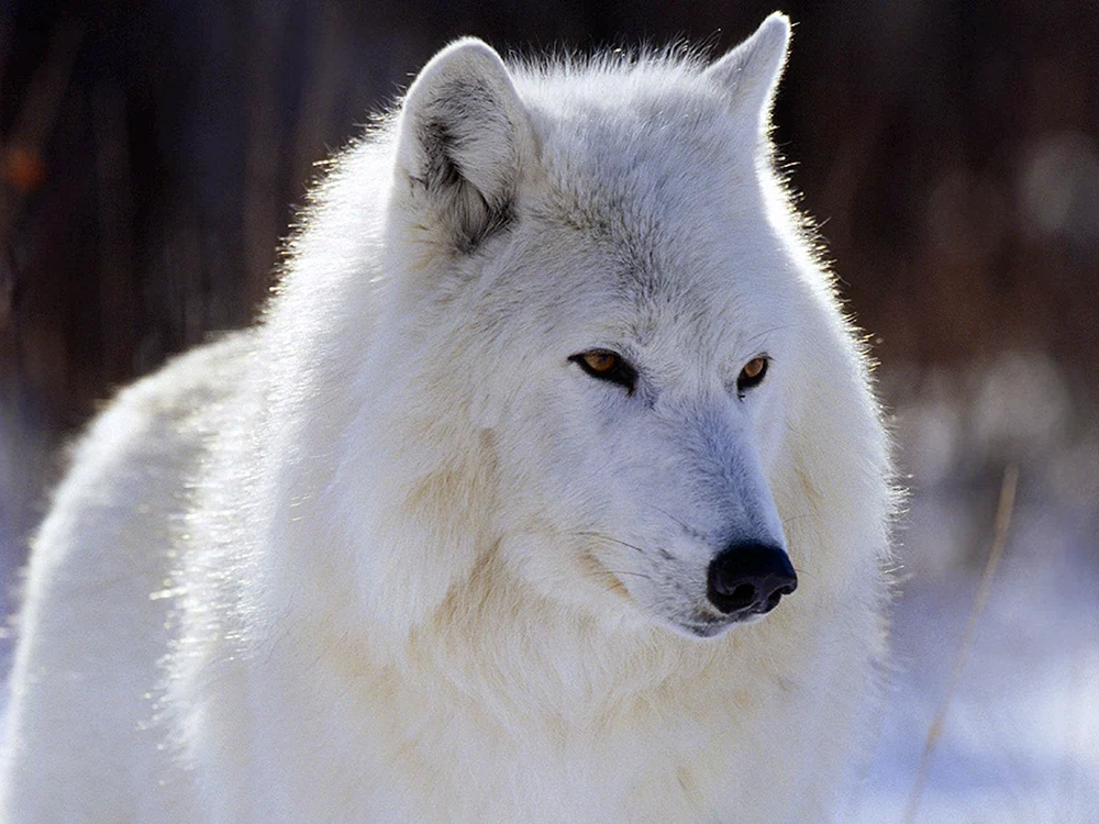 Wolf und Wölfin